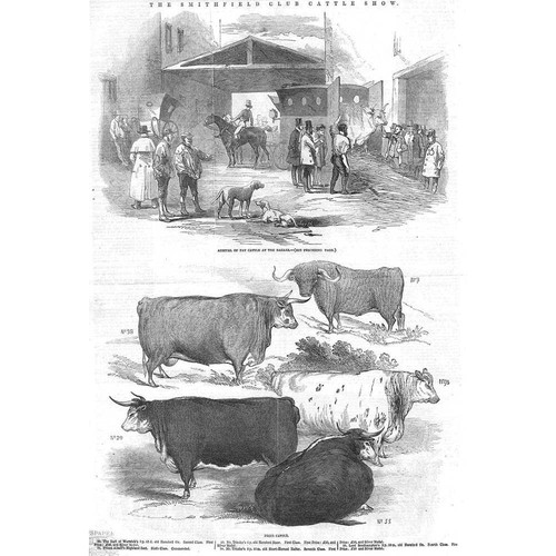 The smithfield club - the, cattle
