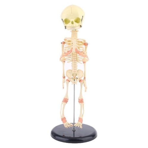 Single for head baby skull - for,