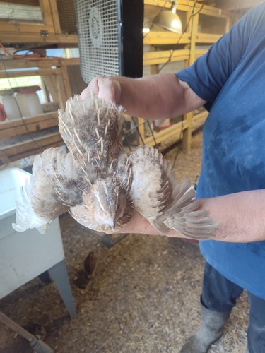 48jumbo brown quail eggs - brown,