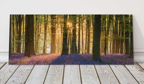 Bluebell forest the - forest, in