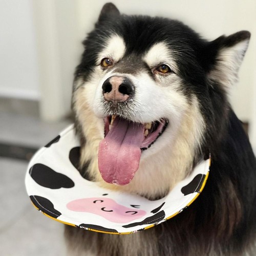 Waterproof dog drool - waterproof,