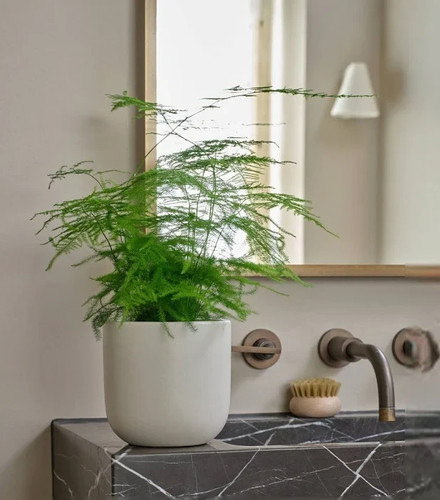 Asparagus setaceus fern - asparagus,
