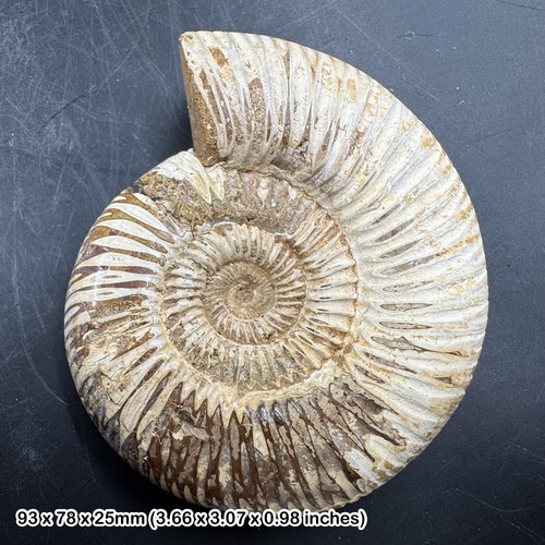 Fossilised perisphinctes