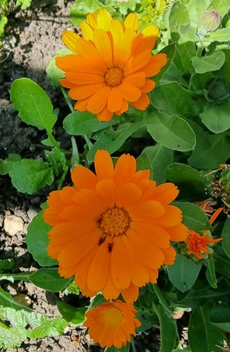 English marigold mixed - 6x,