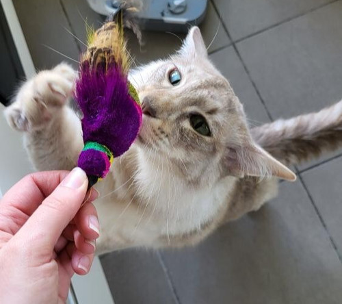 Findlay finch feather bird cat - finch,