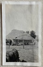 Vtg Photo Farm Dray Horse Wood