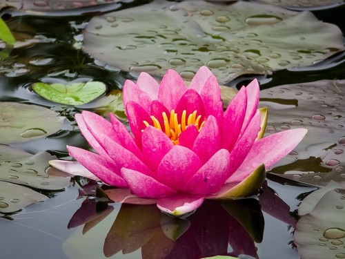 Nymphaea escarboucle water - nymphaea, 'escarboucle'