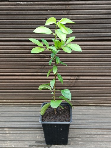 Pyracantha red evergreen - evergreen, shrub