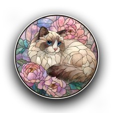 Ragdoll Cat Kitten Stained