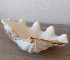 1 kg natural giant clam shell tridacna gigas conch bohemian boho ring soap dish