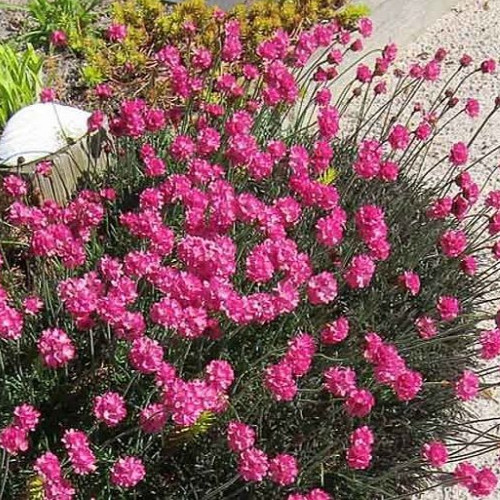 Armeria maritima rubifolia - maritima,