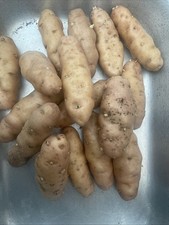 Pink Fir Apple Seed Potatoes -