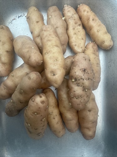 Pink fir apple seed potatoes - fir,