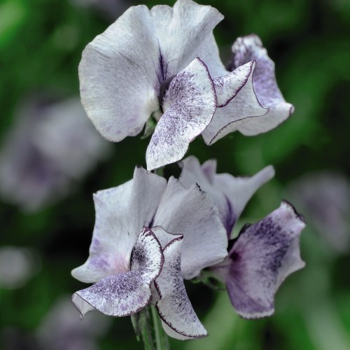Sweet pea nimbus - pea, packet