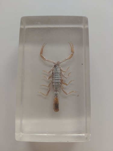 Real scorpion in - real,