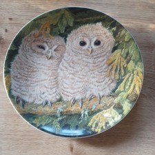Tawny Owl Chicks ~ The Baby