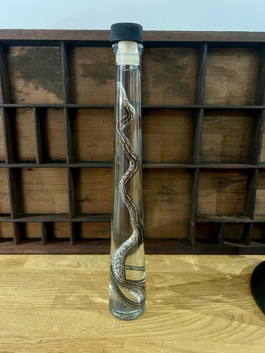 Tessera corn snake wet - tessera,