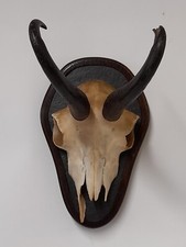 Taxidermy Chamois Horns Skull Trophy Alpine Mountain Goat slate shield boho chic