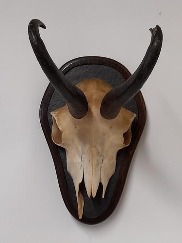 Taxidermy chamois horns skull - taxidermy,