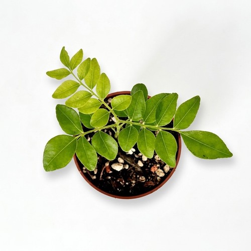 Murraya koenigii curry leaf - murraya,