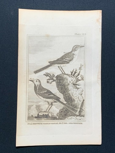 1812 bird print white - bird,
