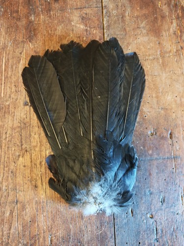 Crow tail naturally dried - tail,