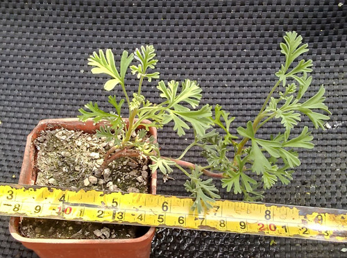 Pelargonium abrotanifolium - pelargonium,