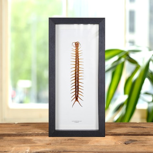 Taxidermy centipede frame - taxidermy,