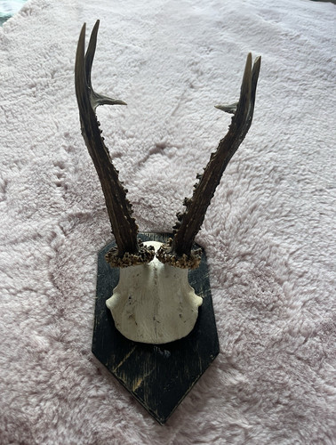 Mounted deer antlers wooden - mounted,