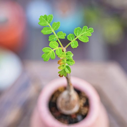 1cm succulent cactus plant - succulent,