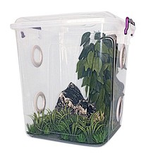 Praying Mantis,Stick