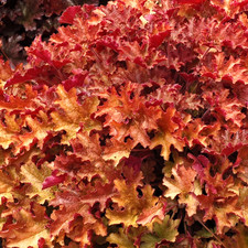 Heuchera 'Ginger Peach' Coral