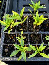 Chillies Hot Quickfire F1 – 3 Plug Plants Letter Box Freindly