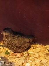 Fresh Farm Quail Eggs X24 