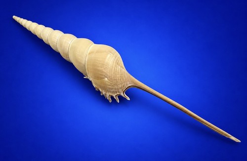 Tibia fusus shinbone - 9",