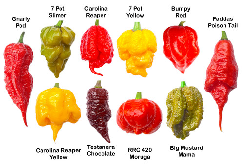 Worlds hottest chilli mega - worlds,