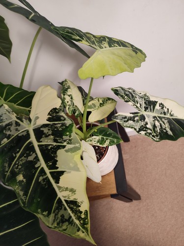 Variegated allocasias frydek - variegated,