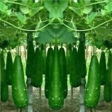  100% Bangladeshi bottle gourd  Lau Khodu Pani Kodu 6 Bangla Gourd Seeds 