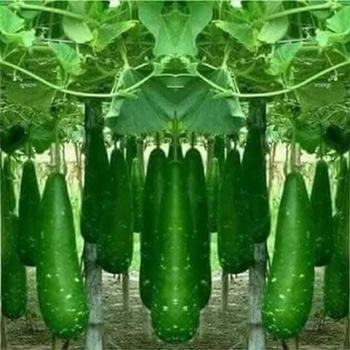 100 bangladeshi bottle gourd - ,