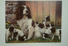 nigel hemming limited edition dad`s army springer spaniel dogs puppies