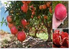 Large Hardy Pomegranate Fruit