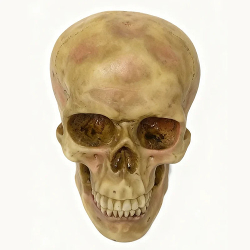 Lifesize realistic human skull - realistic,