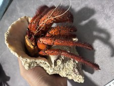 Giant Red Spotted Hermit Crab