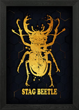 Stag beetle framed - beetle,
