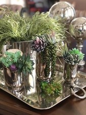 15 Succulent Plant Mix - Mini Indoor Plants in 5.5cm Pots - Home & Office Pla