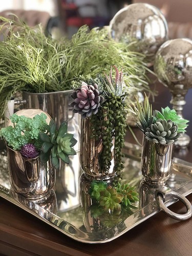 Mini succulent collection - 15,