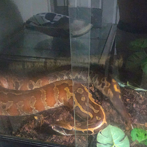 Glass terrarium enclosure - glass,