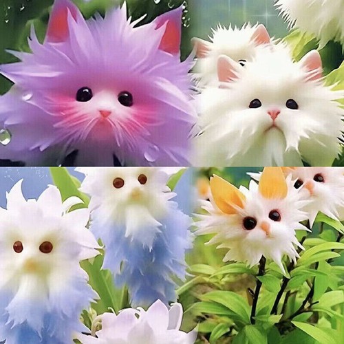 1pack rare cat face orchid - rare,