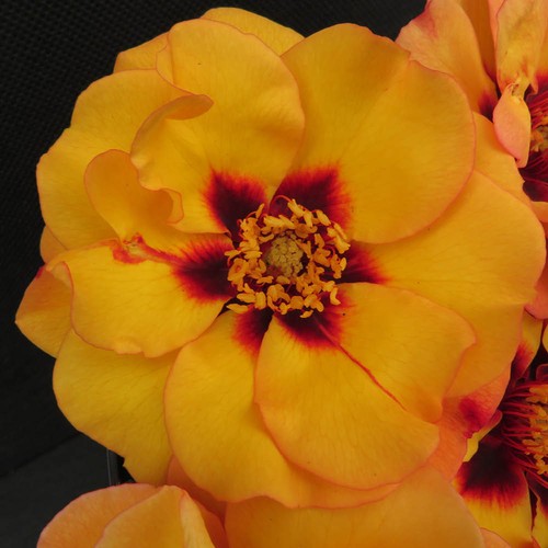 Rose george - rose, '