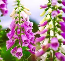 15,000x Digitalis Purpurea Foxglove Mix Seeds - Perennial Flower